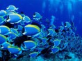/album/ryby/underwater-wallpaper-1-95858-jpeg/